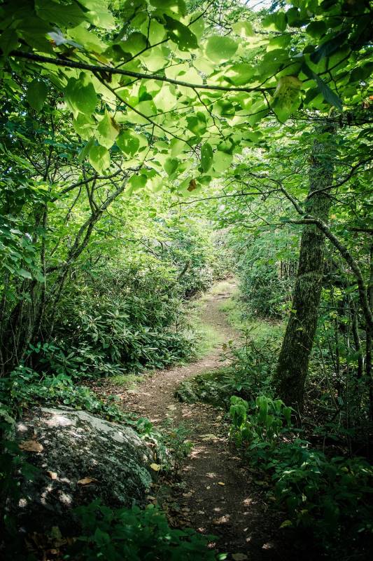 The hiring process is like a windy forest path - you will gradually learn more about the job offer